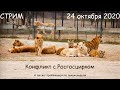 Стрим 24 октября: конфликт с Росгосцирком