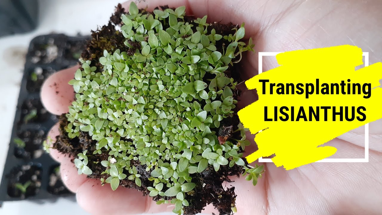 Transplanting LISIANTHUS seedling