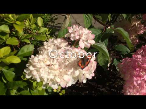 Garden Diaries 2...Hydrangea paniculata Vanilla Fraise pruning.