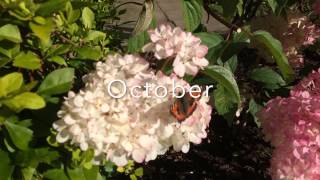 Garden Diaries 2...Hydrangea paniculata Vanilla Fraise pruning.