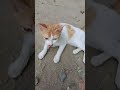 Kucing #kitti #cute #cat