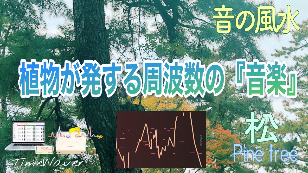 【上昇ｴﾈﾙｷﾞｰ・成功・発展・繁栄・丹田・528 Hz】神在月の出雲大社ﾊﾟﾜｰ～楠が共生する『松』による演奏「音の風水」× 聴けば聴くほど「TimeWAVER」の調整が入る～♪（Part 38）