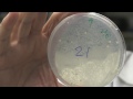 Consequences of Infidelity: Spellchecking DNA - Thomas Kunkel, NIH Scientist