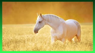 Discover the Elegance of Camarillo White Horses | Rare Breed Spotlight