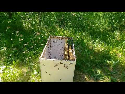 Видео: Как да хванем пчелен рой