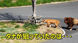 タナが狙っていたのは・・・　Lion (ライオン)　多摩動物公園