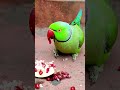mithu talking parrot eating fruit 🍑🍓 #talkingparot #parrot #funny