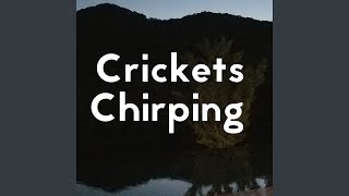 Crickets chirping -