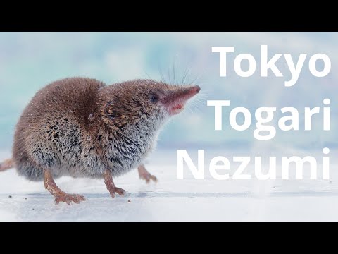 7 X Day ここまで長かった やっとトウキョウトガリネズミを捕獲できました Youtube