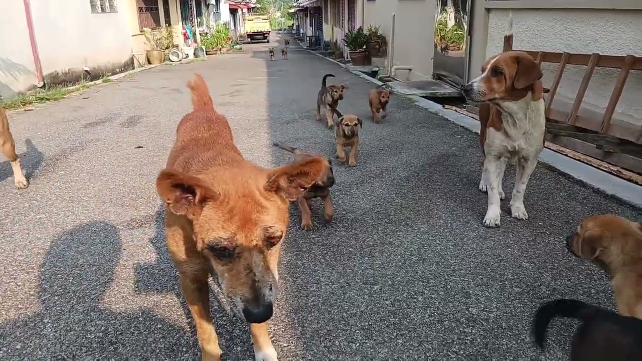很多狗狗冲过来 (Many dog come here)
