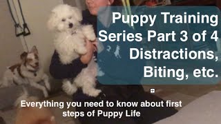 Puppy Training Series Part 3 of 4: Puppy Biting & Distractions