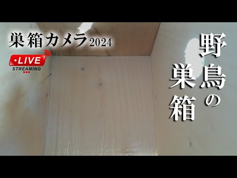 2023/11/28 野鳥の巣箱 巣箱カメラ Bird Nest Box Live Camera