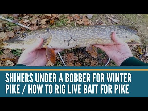 Shiners Under A Bobber for Winter Pike / How To Rig Live Bait For