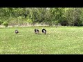 Wild Turkeys at Rock Cut  State Park, Illinois