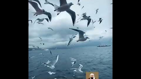 القارئ حسن العونان ماتيسر من سورة النور