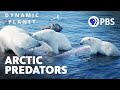 Polar Bears and Climate Change Adaptation