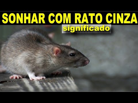 Vídeo: Como Não Ser Um Rato Cinza Em