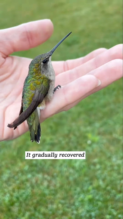 This family rescued a trapped hummingbird and then this happened...