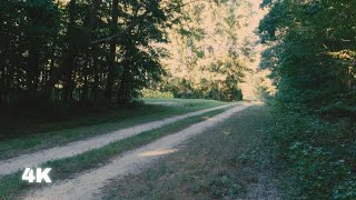 Sunset Forest Road | 1 Hour Real-Time Ambience | No Music | 4K | 1998 Film Look screenshot 4