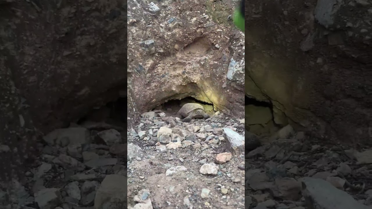 Surprise Desert Tortoise!