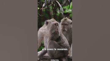 did u know MACAQUES ? | FACTS in 60 seconds | one of the cleverest primate species !