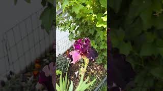 Beautiful dark purple iris flower #nature #iris #flower #spring 05-2026