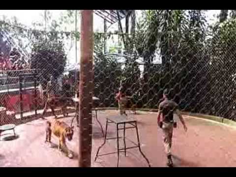3 Pawang Harimau
