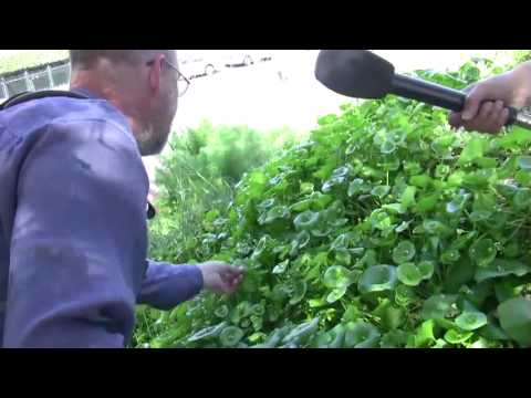 Native Plant Safari