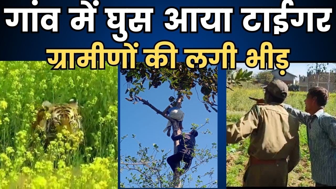 Balaghat Waraseoni: गांव में घुस आया बाघ... ग्रामीणों की लगी भीड़..! 