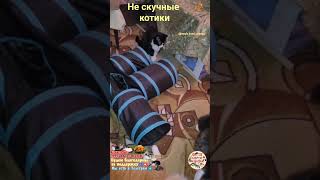 Не скучные котики. Not boring cats.