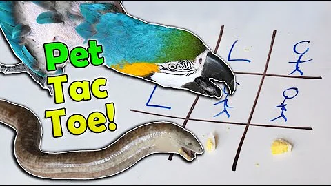 Playing Tic Tac Toe with our Exotic Pets!