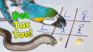 Playing Tic Tac Toe with our Exotic Pets! screenshot 3