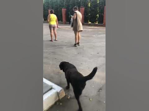 Лабрадор и Хаски #dogs - YouTube