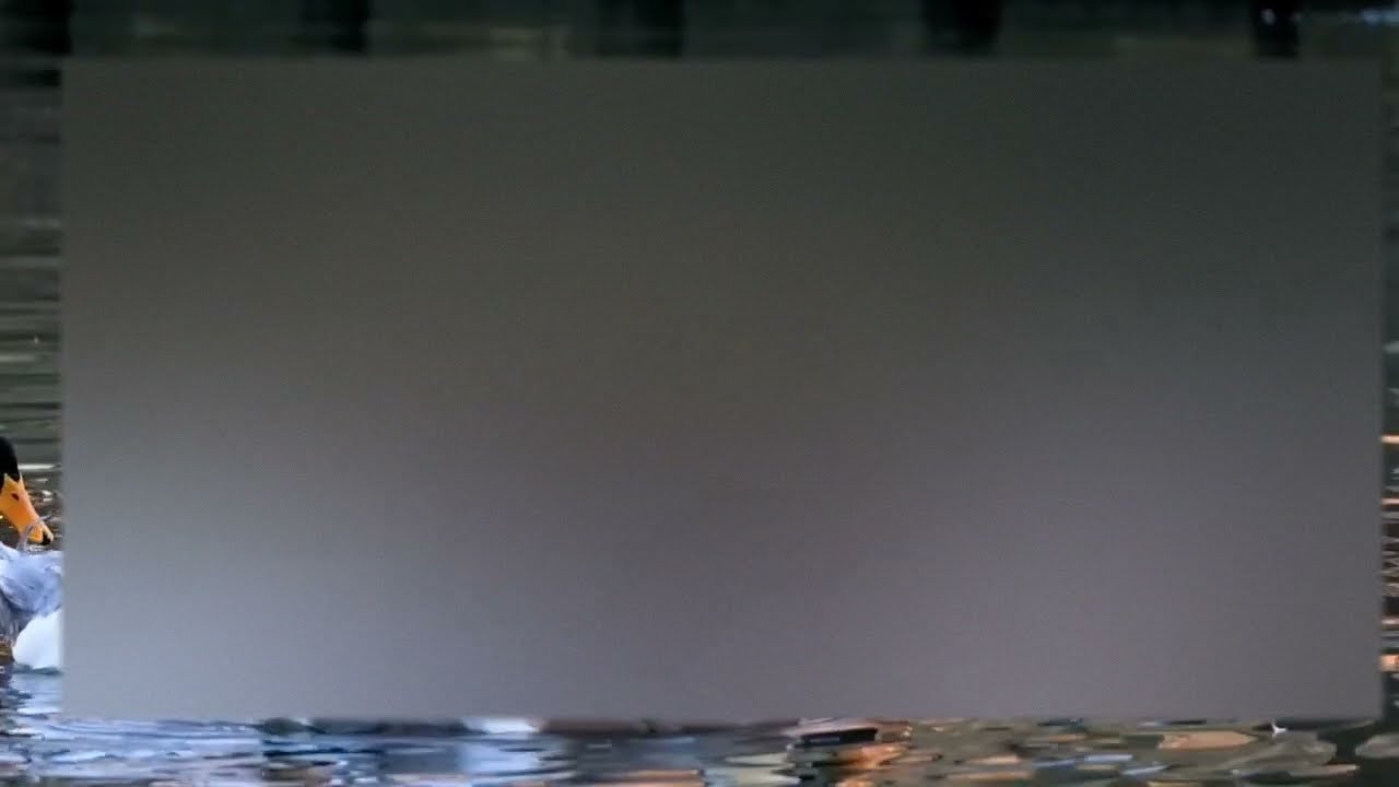 +Обзор Катя Ваня / Фунтик и Ибан радуют нас новым влогом / обзор от ...