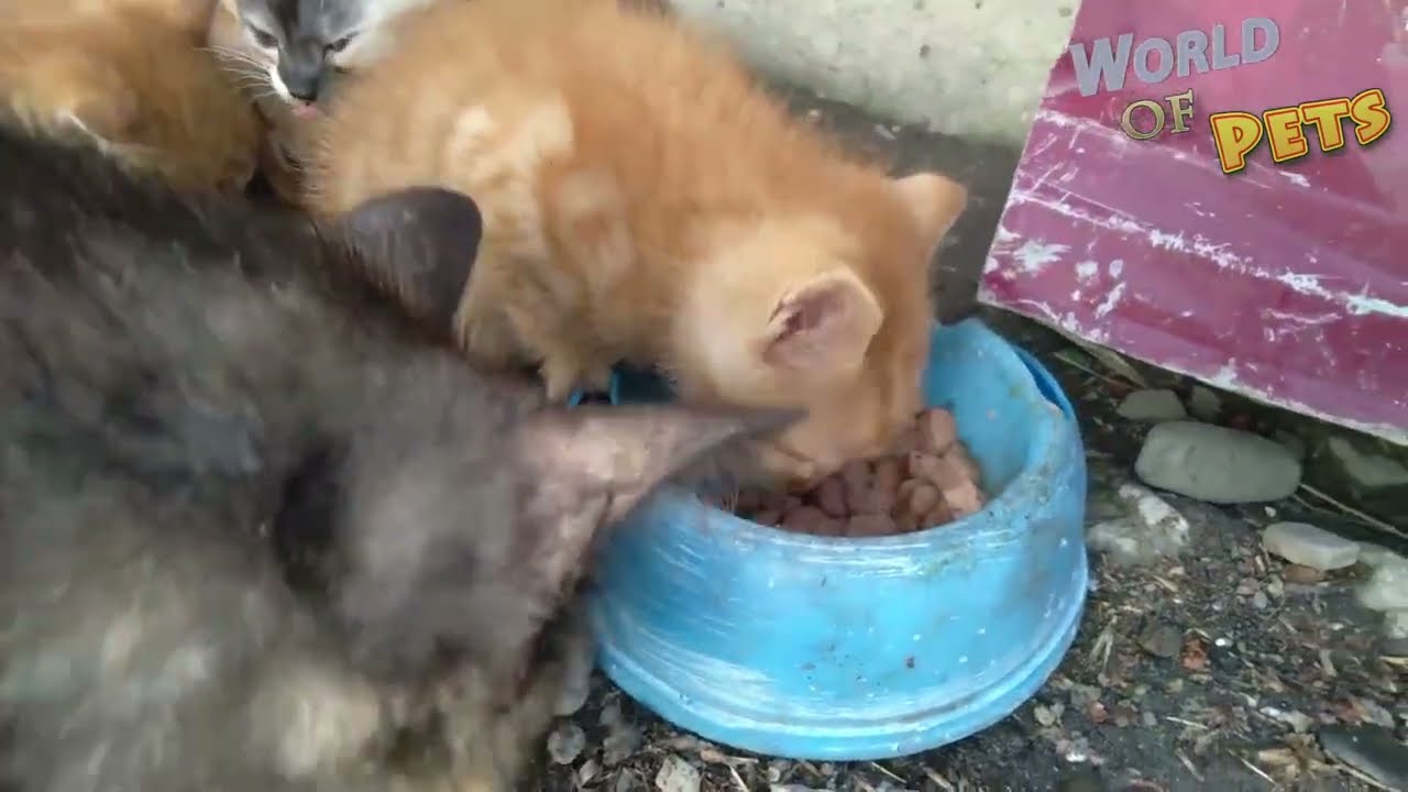 The cat eats with her kittens. YouTube
