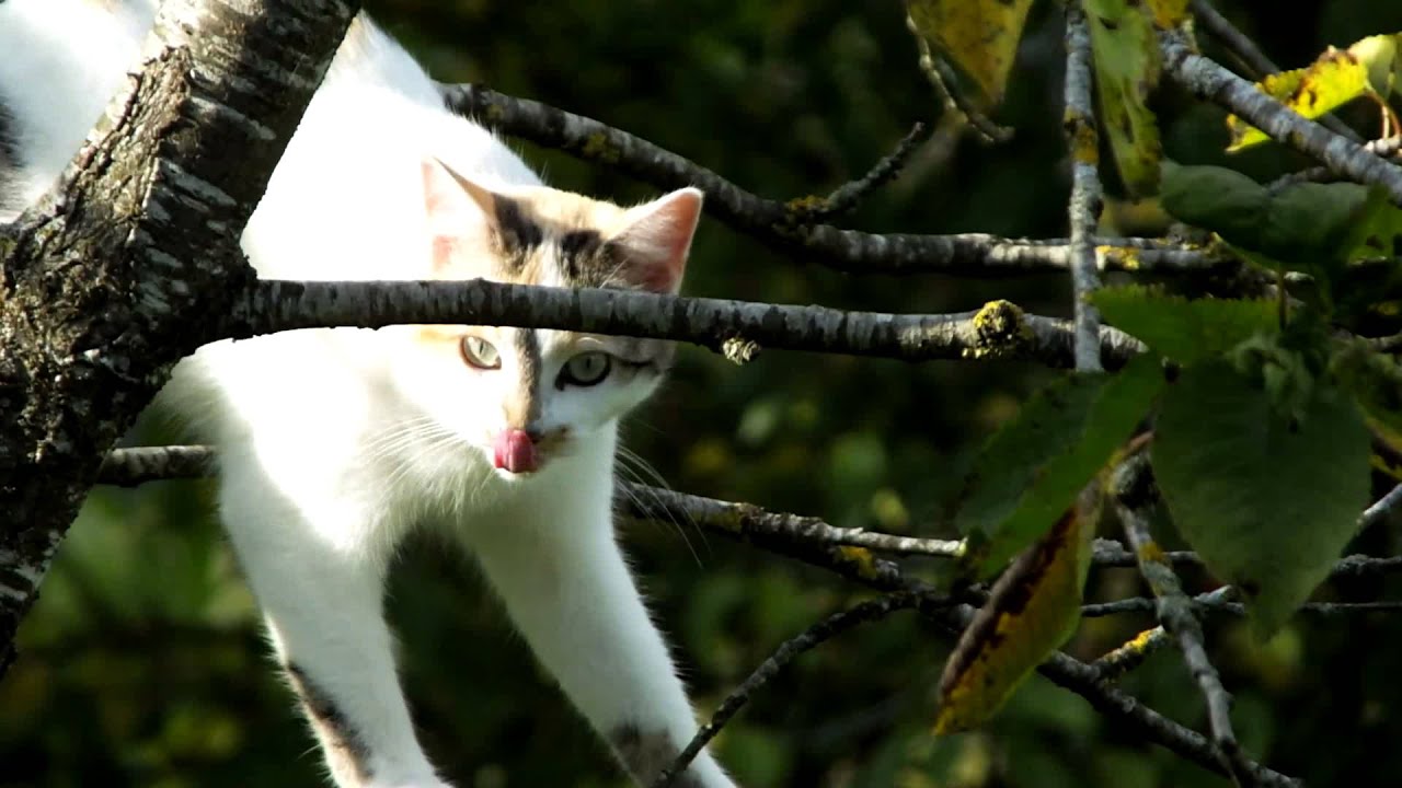 DSCF3831 - YouTube