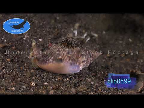 0599_Cone Shell walking over sand. 4K Underwater Royalty Free Stock Footage.