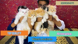 Top quality parsian cat available | At the cat house || High quality parsian kittens available by The Cat house  4,165 views 9 months ago 3 minutes, 51 seconds