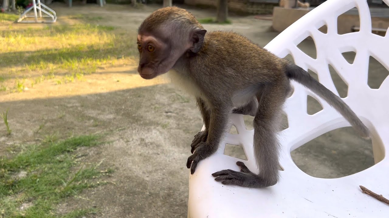 Robin disciplines the small army