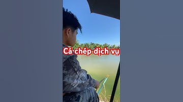 Câu cá chép dịch vụ #fishing #fish #câucá