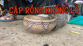 Võ Minh Phụng Bẫy Rắn : Toàn Rắn Bự Và Cặp Rồng Khủng