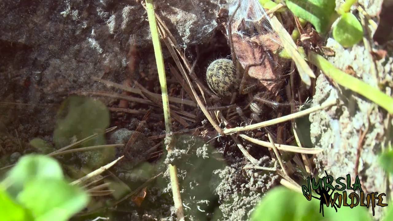 Jursla Wildlife ep. 04