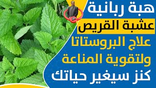 كوب واحد قبل النوم يساعدك على التخلص السموم الجسم وعلاج البروستاتا وتقوية المناعة فوائد القريص عشبة