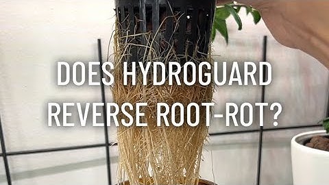 Does Hydroguard Reverse Root-Rot?
