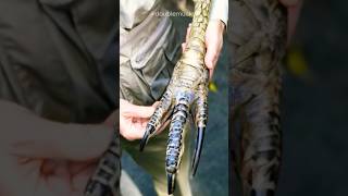 Cassowary | The Deadliest Bird In The World 💀🦤