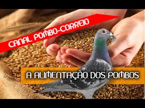 Alimentação dos pombos correios