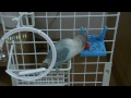 8歳　C型ブランコ＆スキーボウルで遊ぶ　ボタンインコのピーちゃん　lovebird