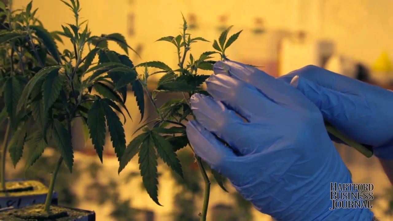 Inside a CT Marijuana Growing Facility