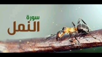 سورة النمل بصوت أمام الحرم فضيلة الشيخ محمد السبيل  رحمة الله