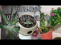 Protegiendo vincas vicaria (teresitas) y plantas del frío | Vlog